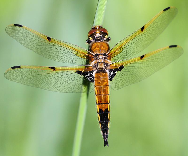 Photo of Four-spotted Skimmer