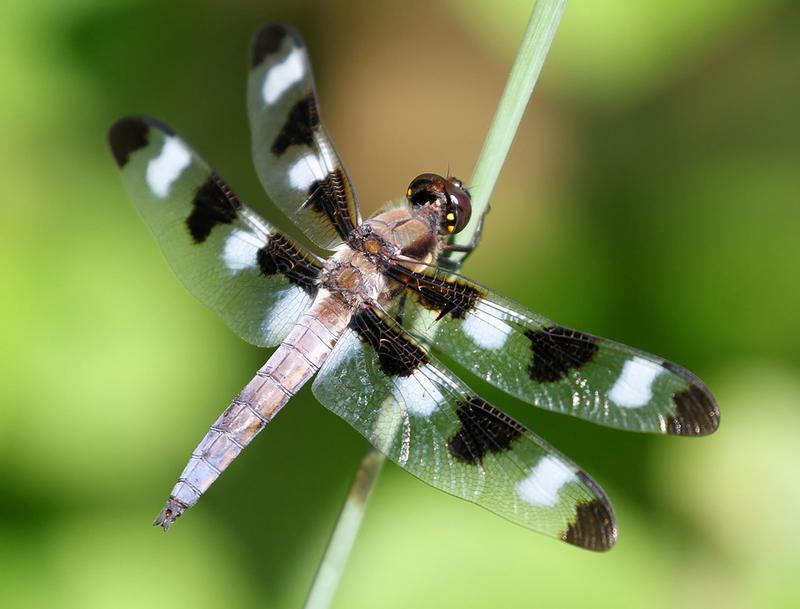 Photo of Twelve-spotted Skimmer