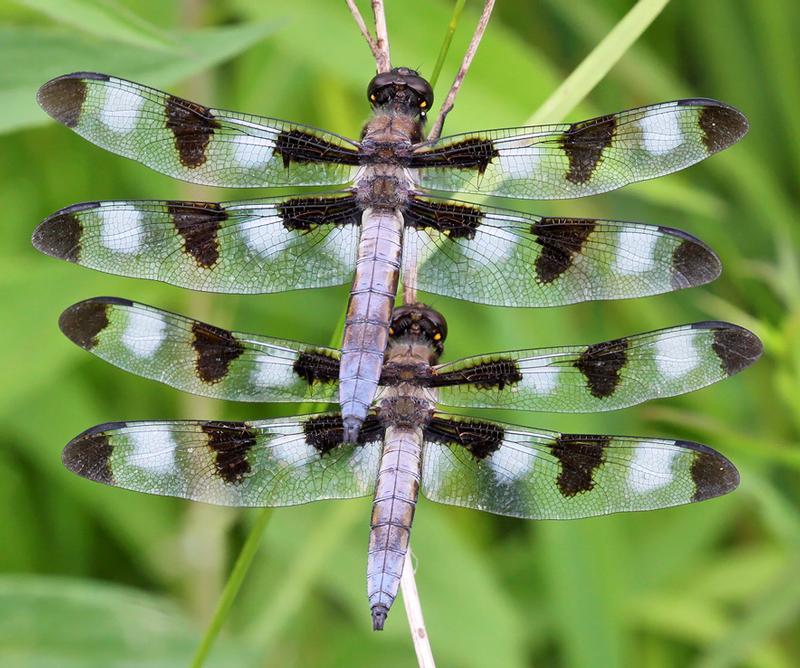 Photo of Twelve-spotted Skimmer