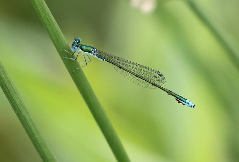 Photo of Sedge Sprite