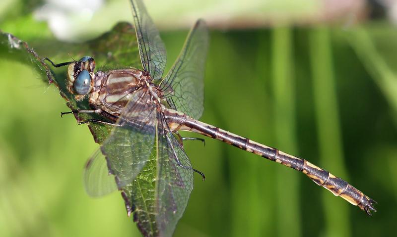 Photo of Dusky Clubtail