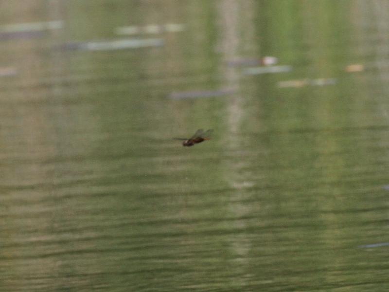 Photo of Red Saddlebags