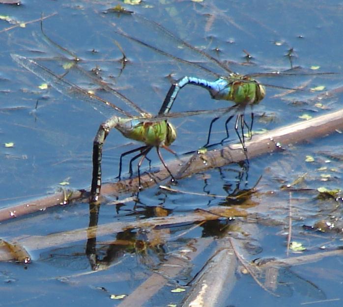 Photo of Common Green Darner