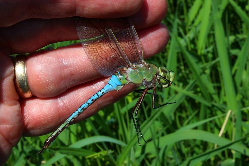 Photo of Common Green Darner