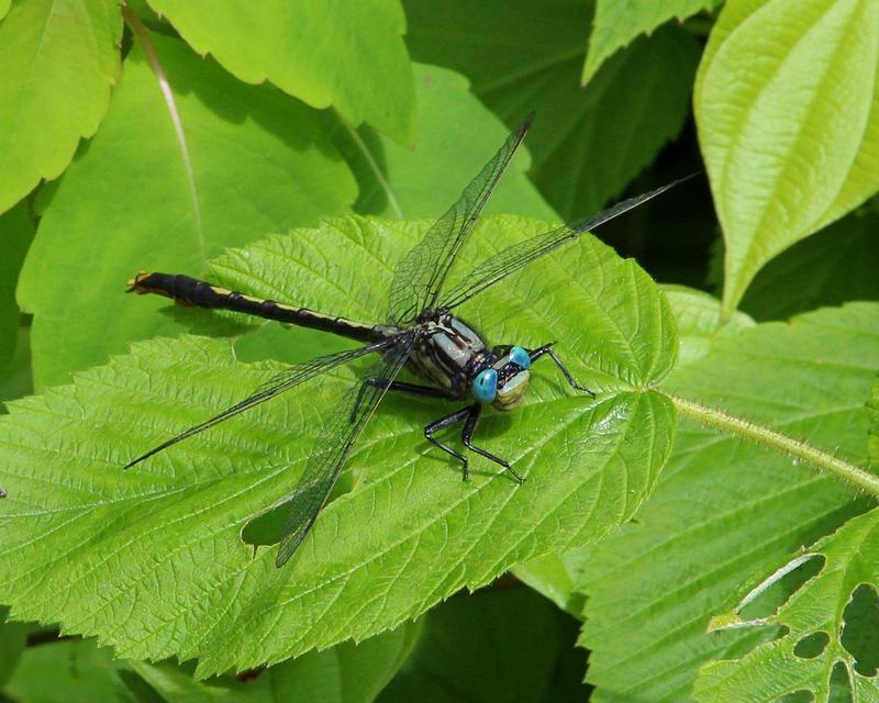 Photo of Lilypad Clubtail