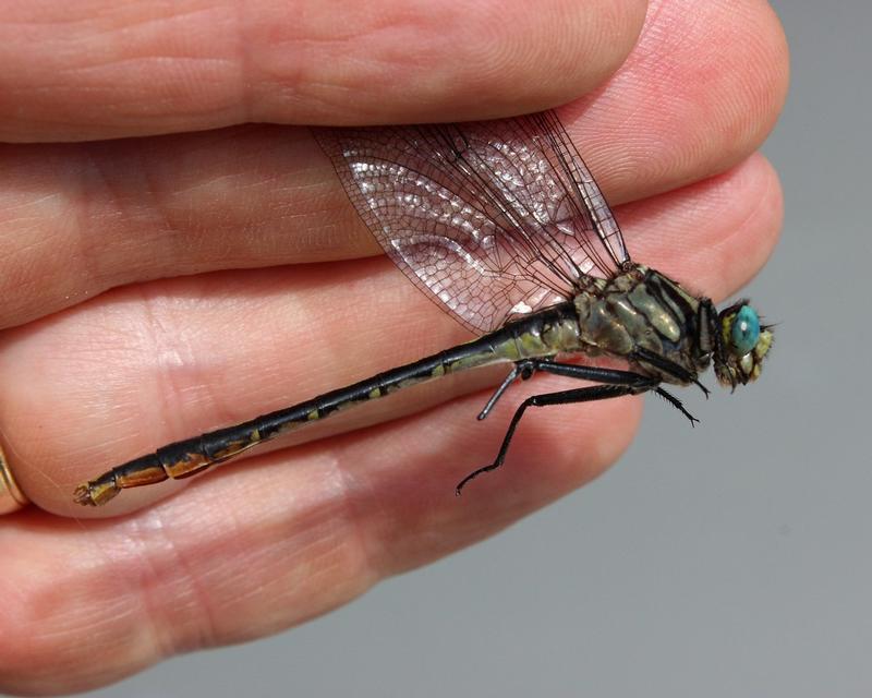 Photo of Lilypad Clubtail