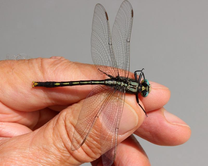 Photo of Lilypad Clubtail