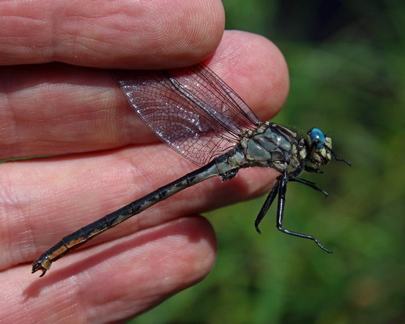 Photo of Horned Clubtail