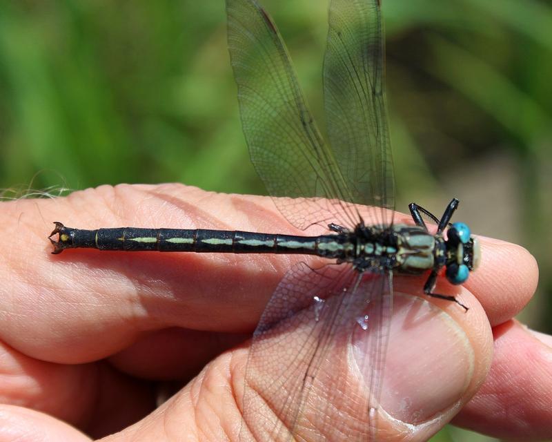 Photo of Horned Clubtail