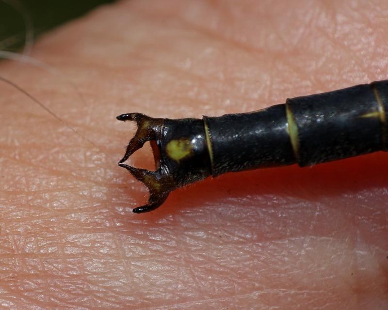 Photo of Horned Clubtail