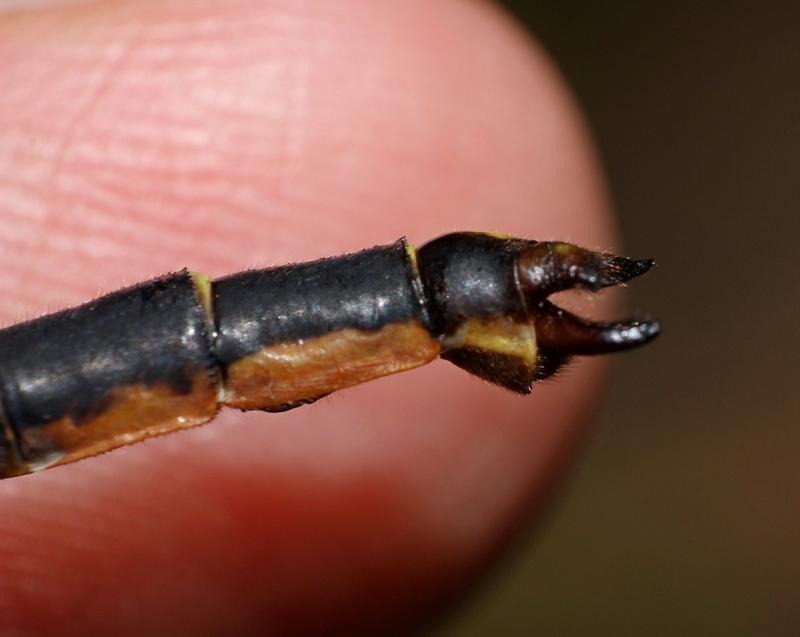 Photo of Horned Clubtail