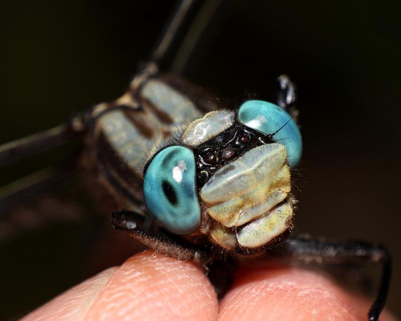 Photo of Horned Clubtail