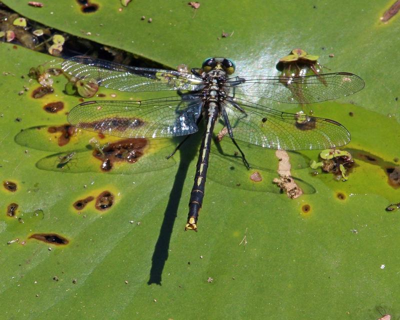 Photo of Lilypad Clubtail