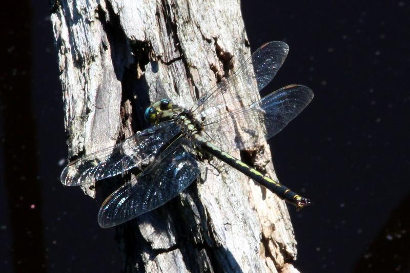 Photo of Horned Clubtail