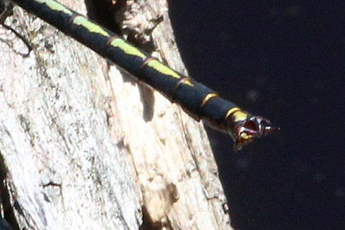 Photo of Horned Clubtail