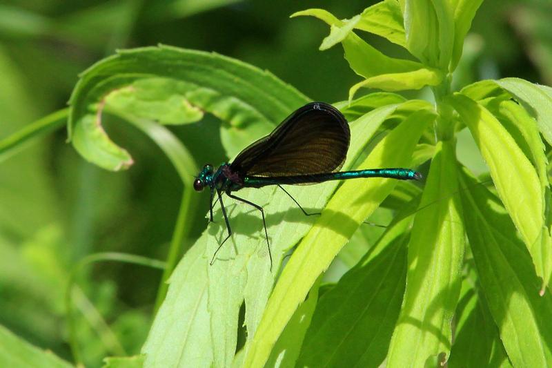 Photo of Ebony Jewelwing