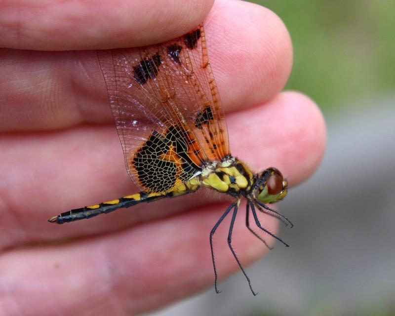 Photo of Calico Pennant