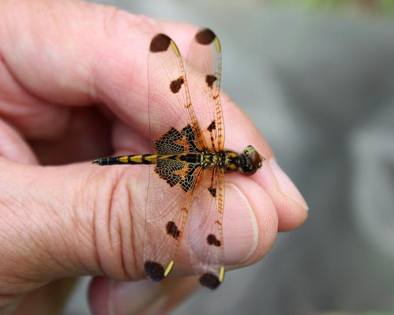 Photo of Calico Pennant