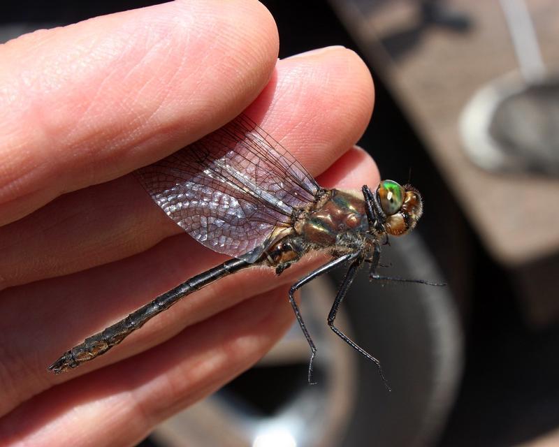 Photo of American Emerald