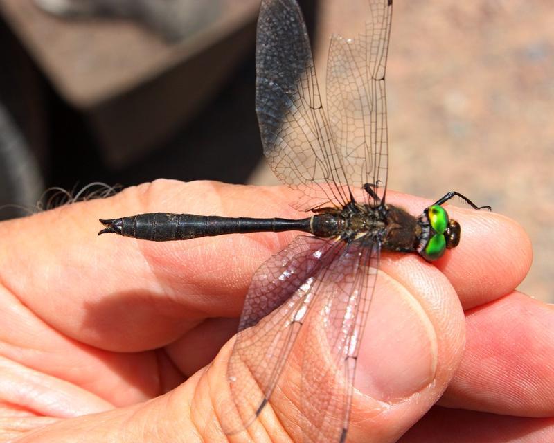 Photo of American Emerald