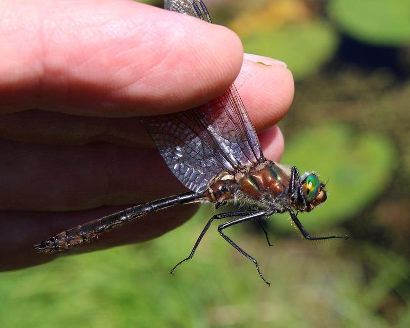 Photo of American Emerald