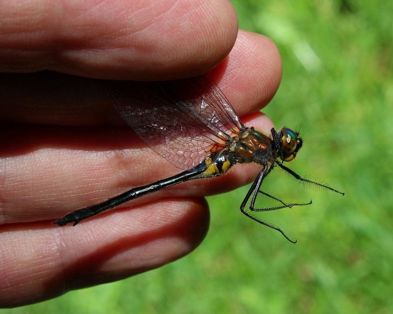 Photo of Racket-tailed Emerald