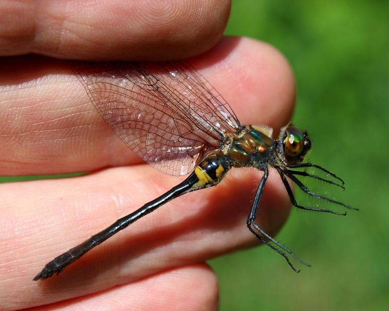 Photo of Racket-tailed Emerald