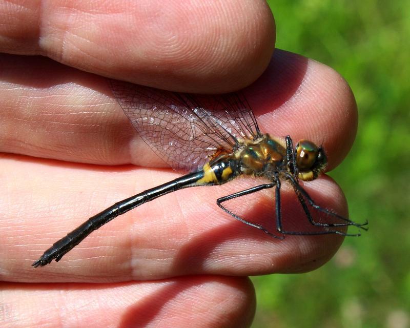 Photo of Racket-tailed Emerald