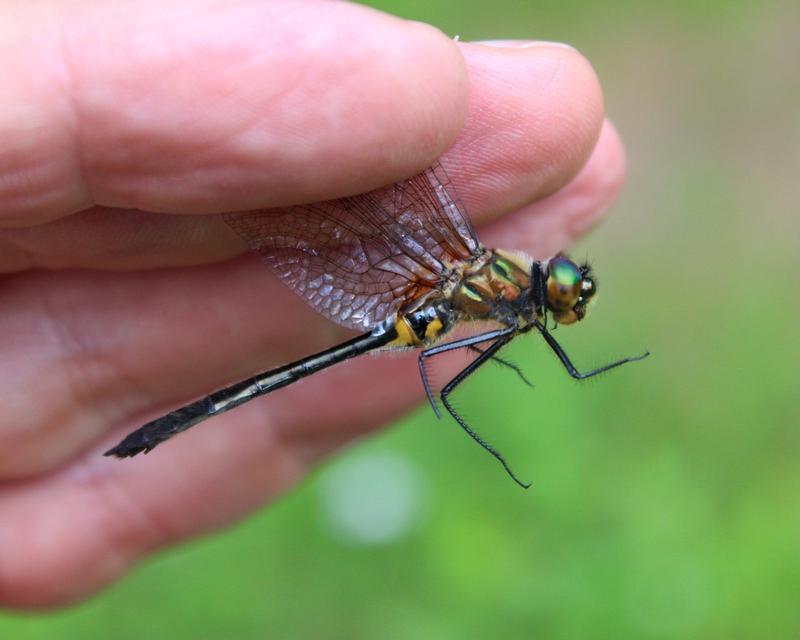 Photo of Racket-tailed Emerald
