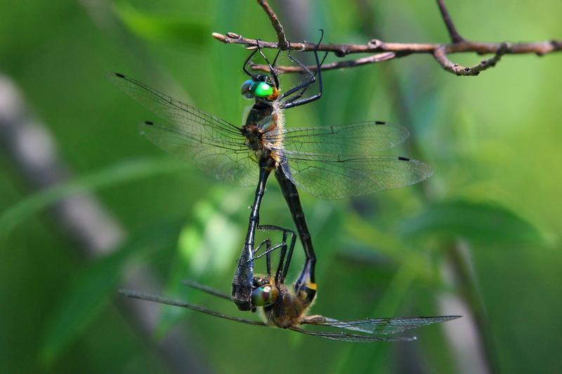 Photo of Racket-tailed Emerald