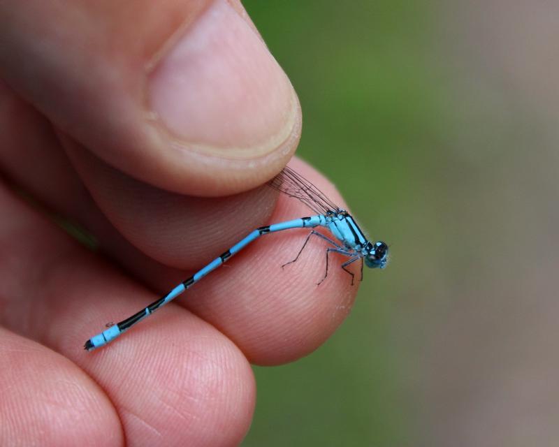 Photo of Hagen's Bluet