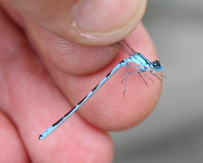 Photo of Marsh Bluet