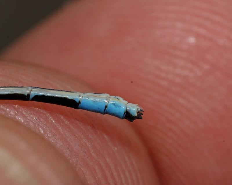 Photo of Marsh Bluet