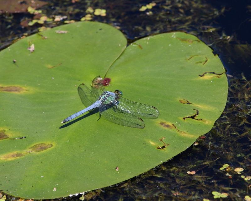 Photo of Eastern Pondhawk