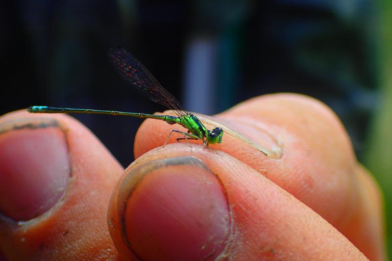 Photo of Eastern Forktail