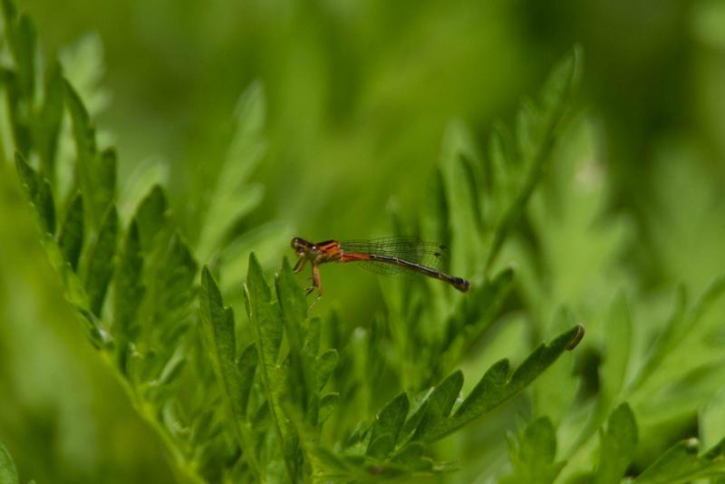Photo of Eastern Forktail