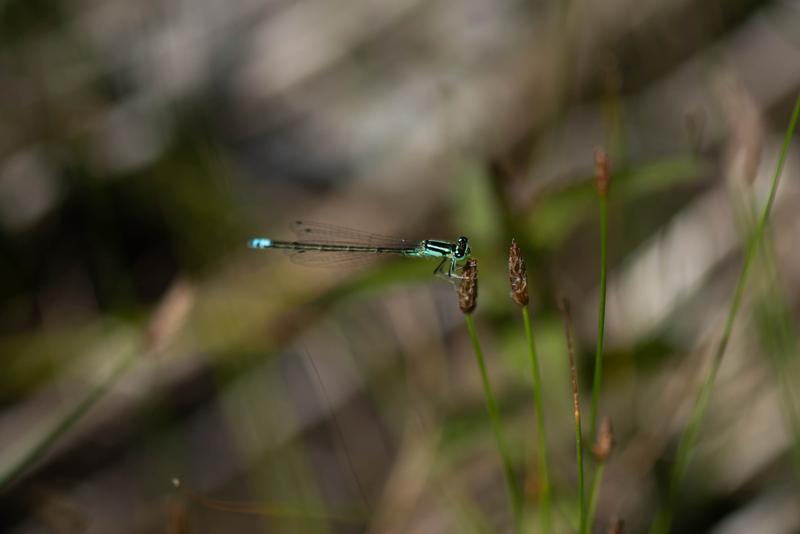 Photo of Eastern Forktail