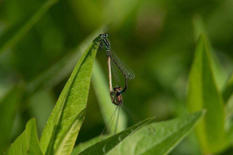Photo of Eastern Forktail