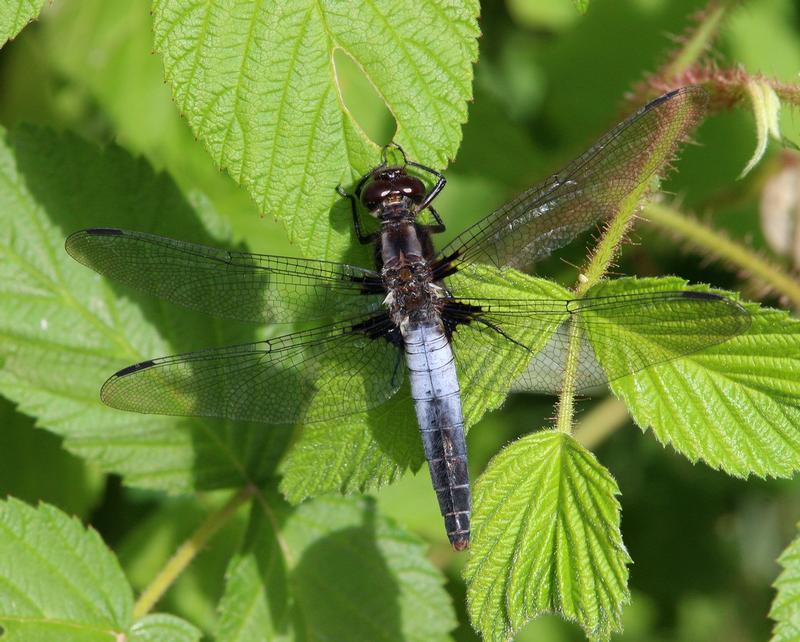 Photo of Chalk-fronted Corporal