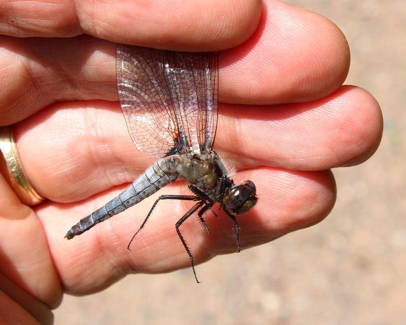 Photo of Chalk-fronted Corporal