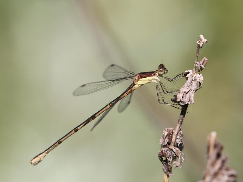 Photo of Slender Spreadwing