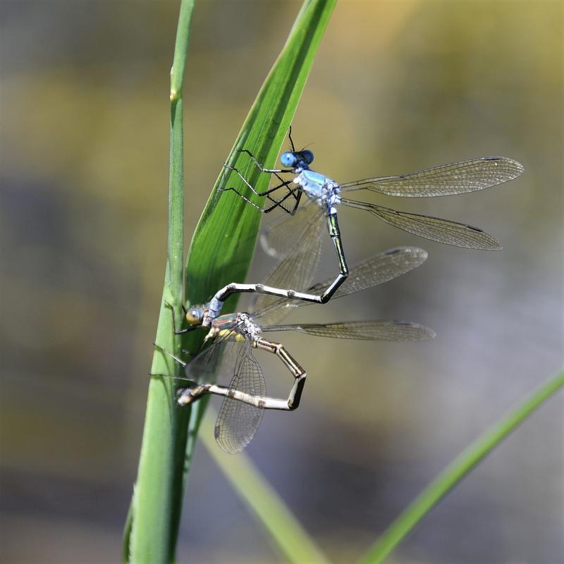 Photo of Amber-winged Spreadwing