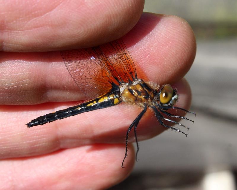 Photo of Dot-tailed Whiteface