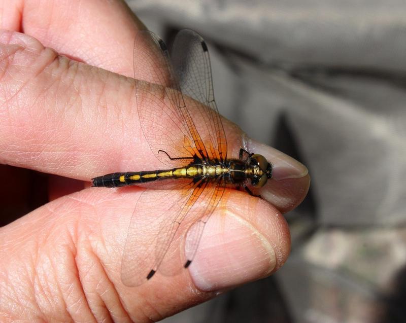 Photo of Dot-tailed Whiteface