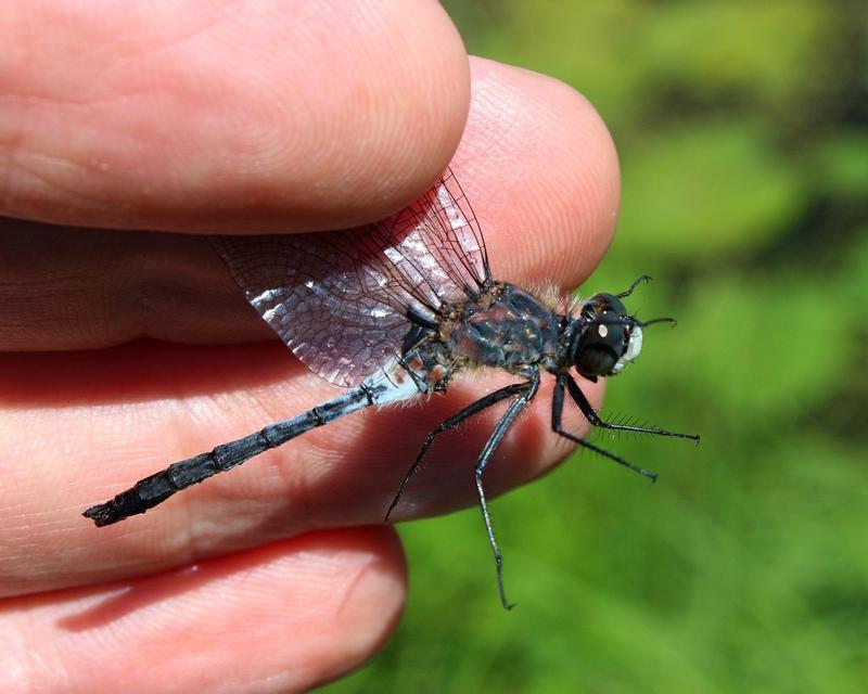 Photo of Belted Whiteface