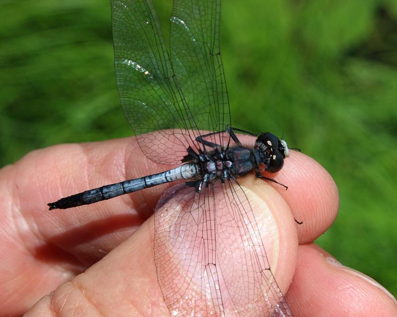 Photo of Belted Whiteface