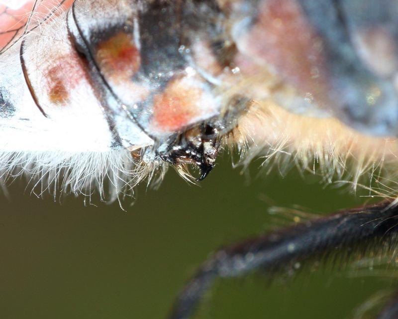 Photo of Belted Whiteface