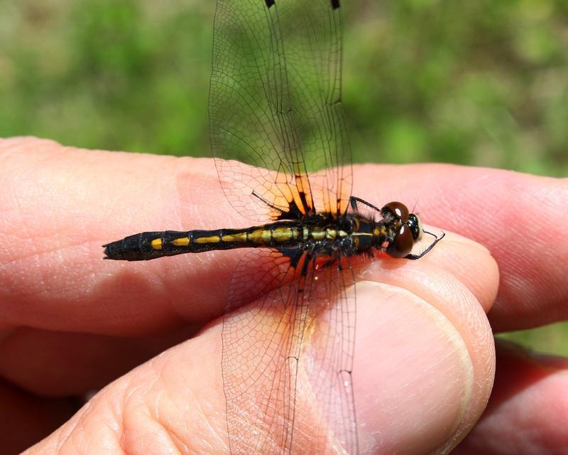 Photo of Dot-tailed Whiteface