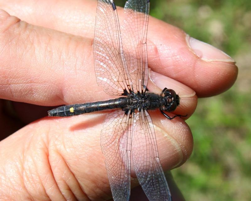 Photo of Dot-tailed Whiteface