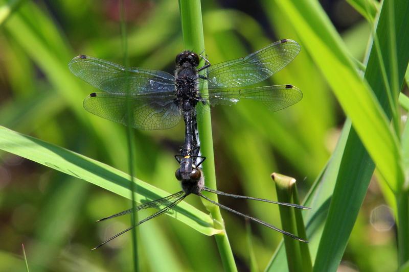 Photo of Dot-tailed Whiteface